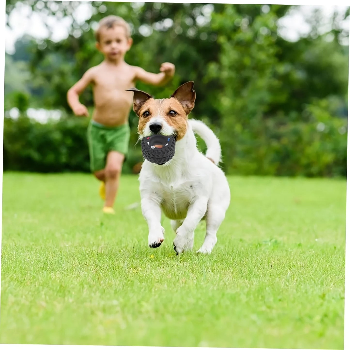 1pc Durable Dog Chew | Wheel Toy Chew-Resistant | Interactive Sound Teeth Training | Suitable for Puppies Small/Medium Dogs