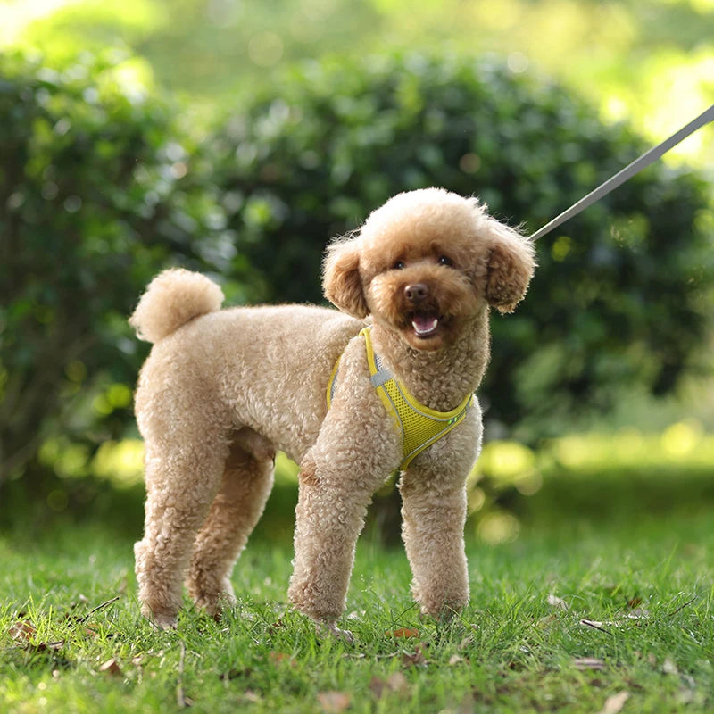 Dog Harness Leash Set for Small Dogs | Adjustable Puppy/Cat Harness Vest French Outdoor Walking Lead Leash