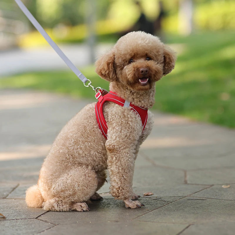 Dog Harness Leash Set for Small Dogs | Adjustable Puppy/Cat Harness Vest French Outdoor Walking Lead Leash