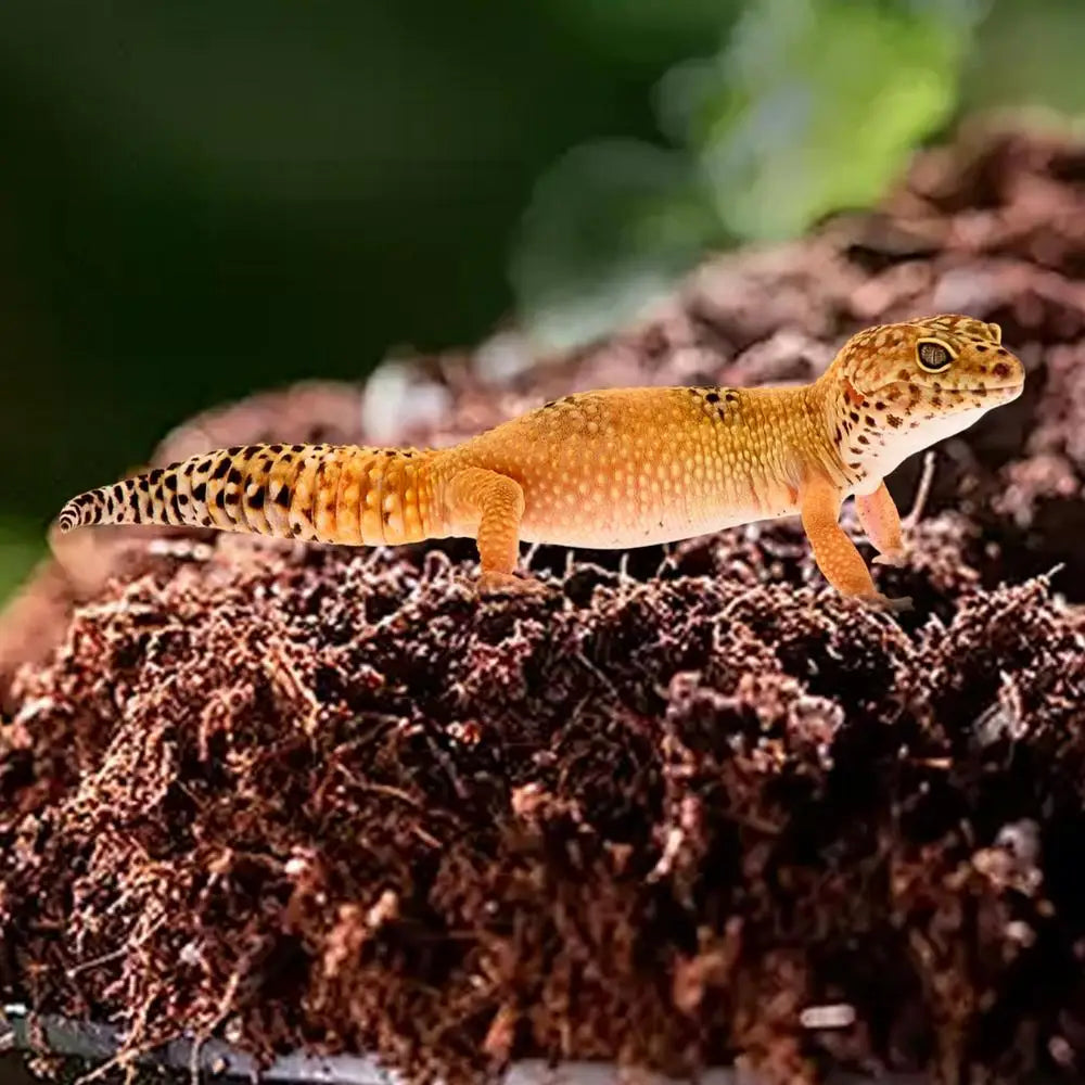 Coco Coir Compressed | Coco Fiber Substrate | Snake Bedding | Reptile Tank Landscaping Mulch for Geckos, Tortoises, Frogs