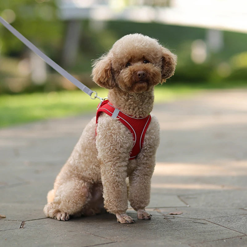 Dog Harness Leash Set for Small Dogs | Adjustable Puppy/Cat Harness Vest French Outdoor Walking Lead Leash