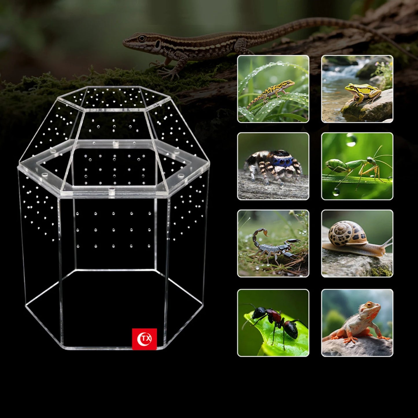 Jumping Spider Enclosure Acrylic Terrarium Habitat All-Side Ventilation, Reptile Breeding Box, Ventilated for Frog, Crickets, Snails