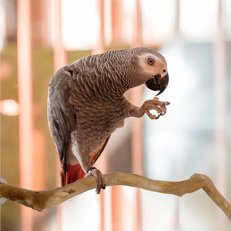 Standing Stick Wild Grape Wood Pole for Parrot/Cockatiel/Parakeet | Bite Claw Grinding Toy Bird Cage Accessories