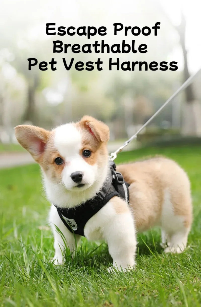 Dog and Cat Harness Walking Lead Leash | Polyester Adjustable Mesh  Vest For Small/Medium Size Pet