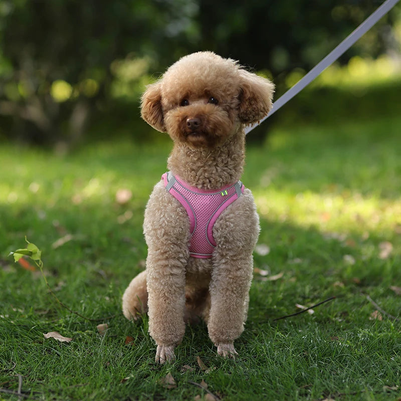 Dog Harness Leash Set for Small Dogs | Adjustable Puppy/Cat Harness Vest French Outdoor Walking Lead Leash