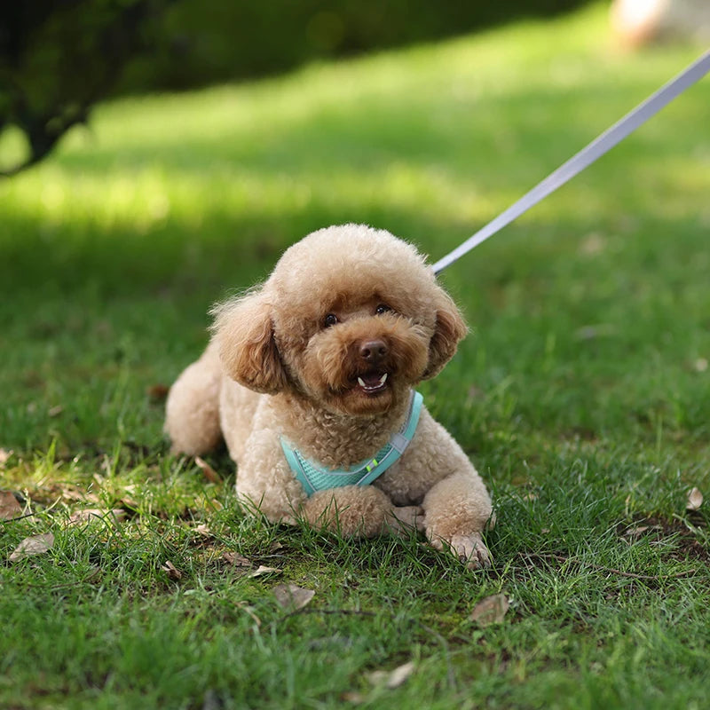 Dog Harness Leash Set for Small Dogs | Adjustable Puppy/Cat Harness Vest French Outdoor Walking Lead Leash