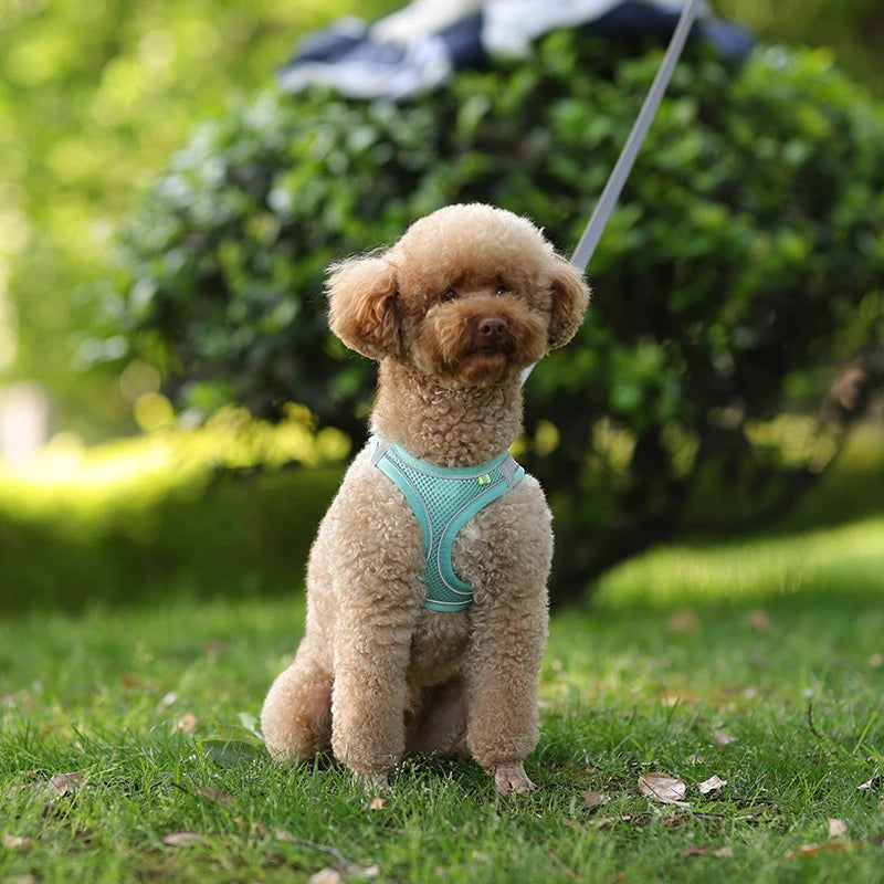 Dog Harness Leash Set for Small Dogs | Adjustable Puppy/Cat Harness Vest French Outdoor Walking Lead Leash