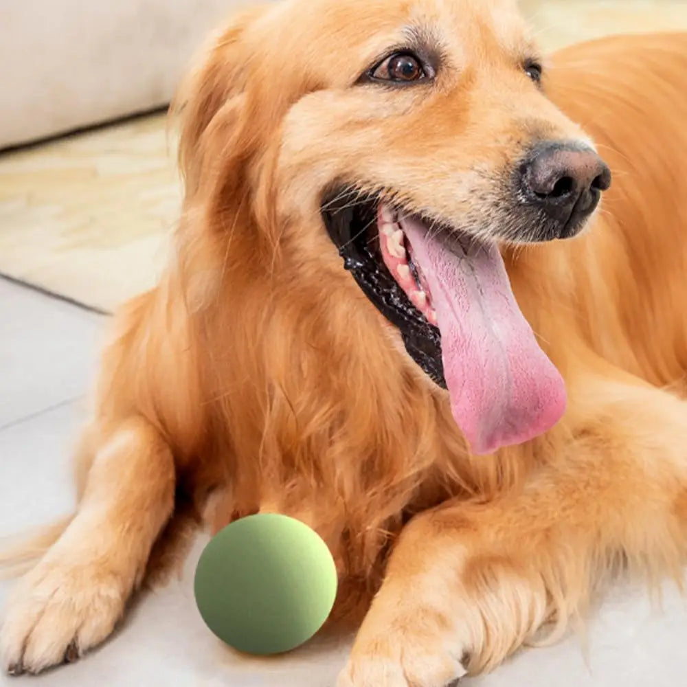 Dog Toys Throwing Pole Stick | Tennis Launcher Pole Outdoor Training Toys