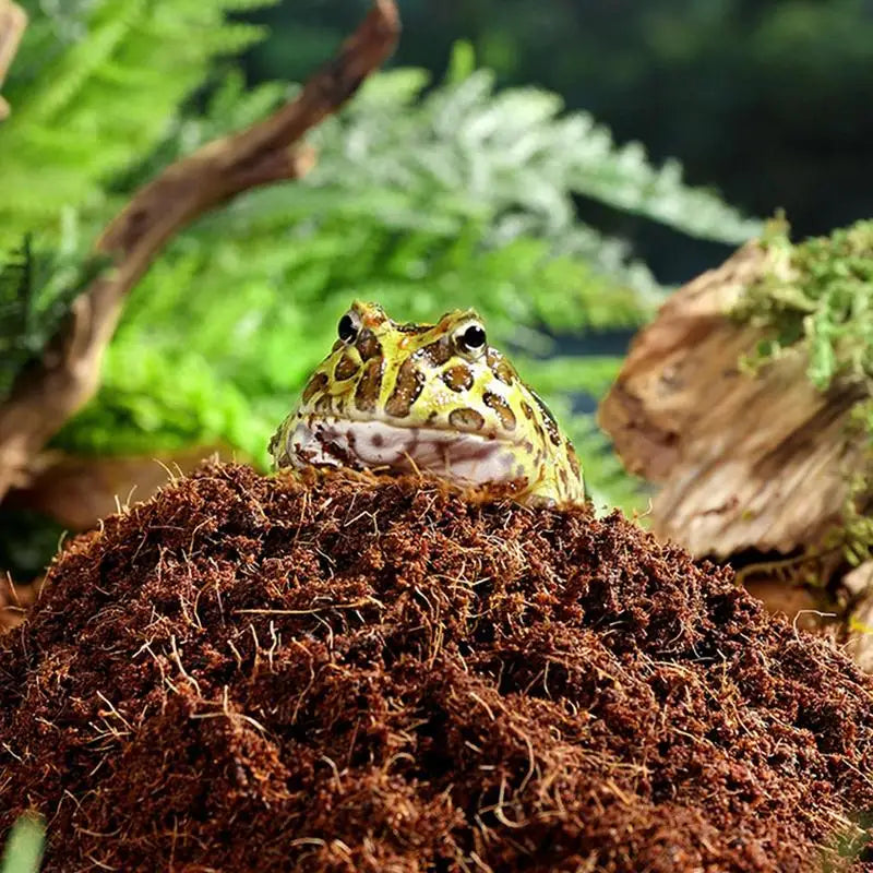 Coco Coir Compressed | Coco Fiber Substrate | Snake Bedding | Reptile Tank Landscaping Mulch for Geckos, Tortoises, Frogs