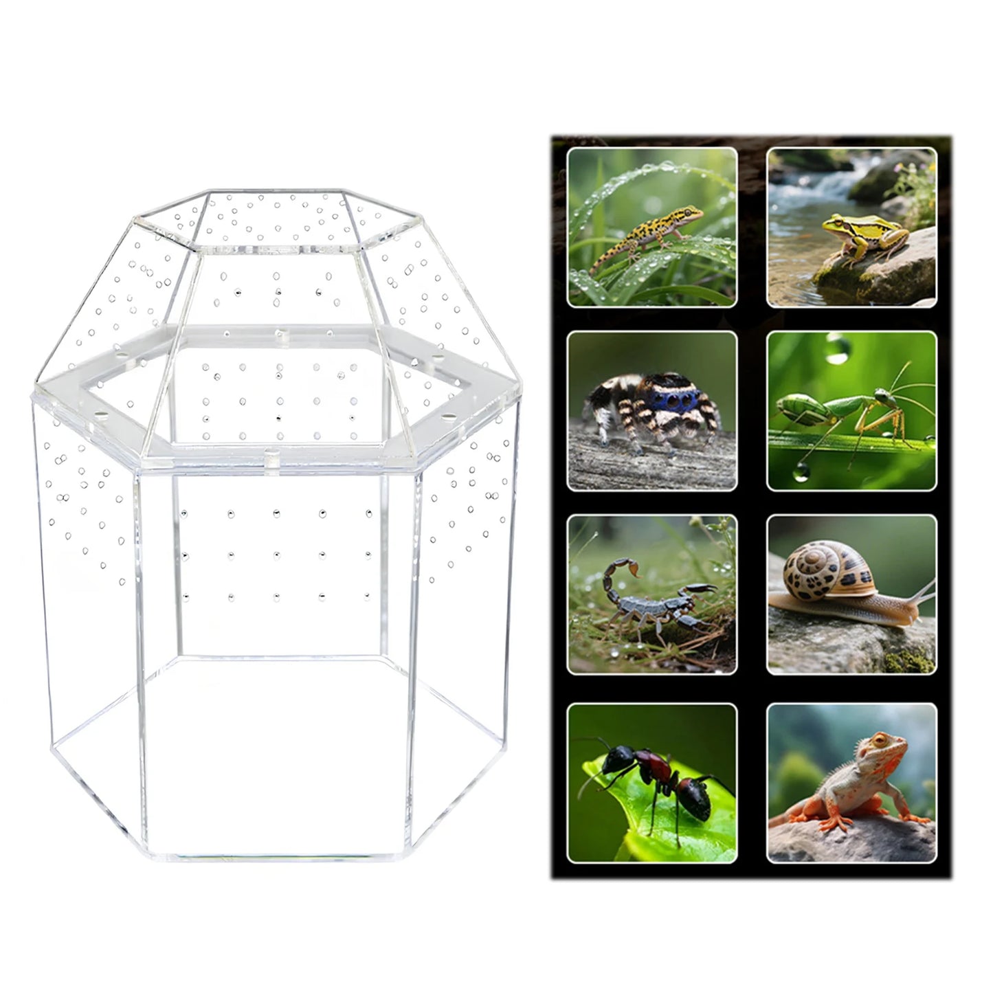 Jumping Spider Enclosure Acrylic Terrarium Habitat All-Side Ventilation, Reptile Breeding Box, Ventilated for Frog, Crickets, Snails